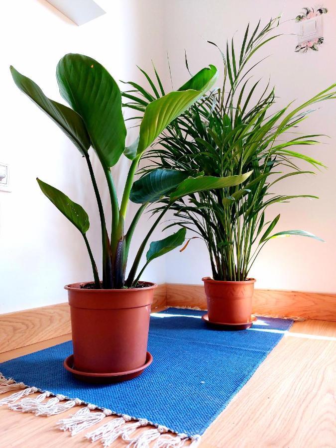 Casa Ledu - Sunny Holiday In Fuerteventura コラレホ エクステリア 写真